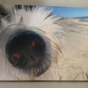 Meet your Posher, Dana